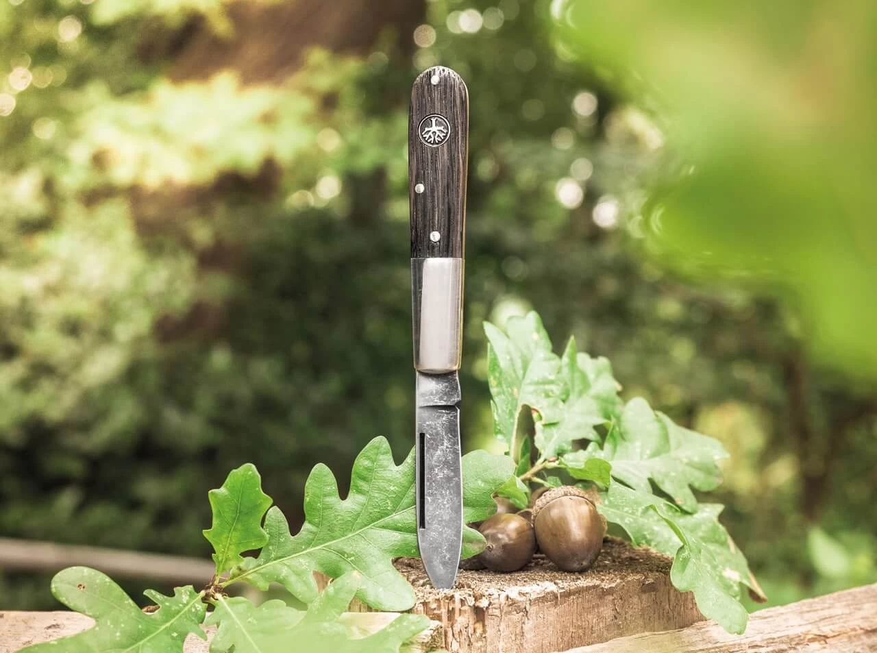 Barlow Oak Tree 4 Barlow Oak Tree – Bild 2